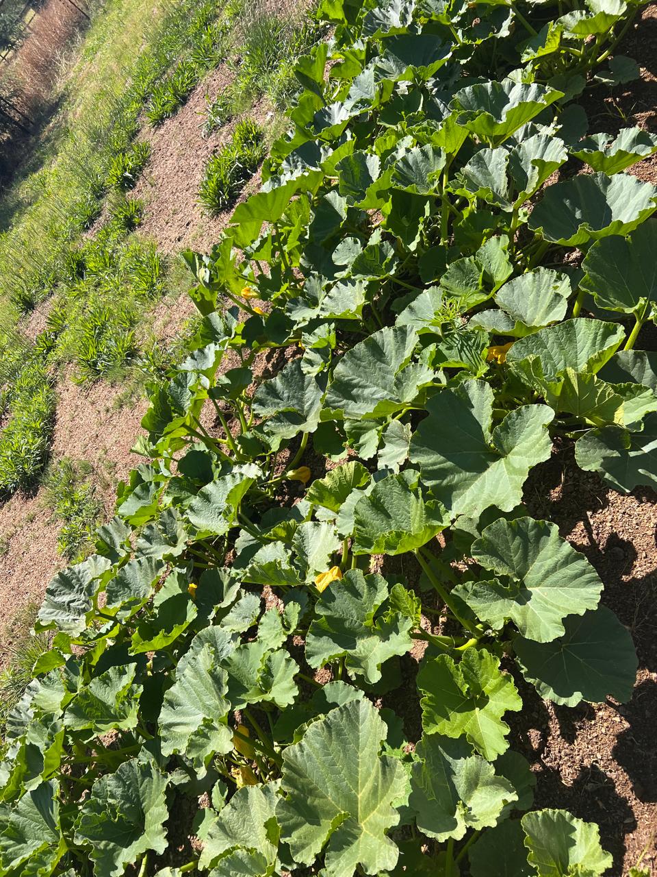 WhatsApp Image 2025-04-26 at 13.08.05